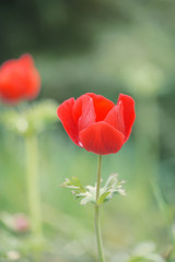 Obraz premium Red anemone flower close-up in the garden. The first spring flowers.