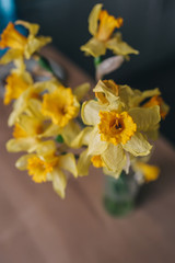 Yellow narcissuses in a garden. Top view