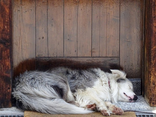 A dog takes an afternoon sleep in a doorway in the Italian village of Livigno