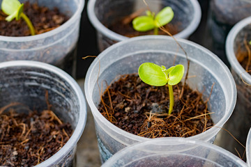 Dicotyledon seedlings