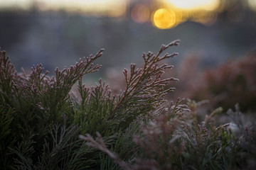 winter color of horizontal 