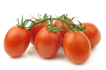 fresh and colorful italian roma tomatoes on the vine on a white background
