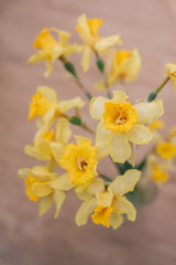 Yellow narcissus. Top view