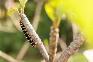 close up of a Black tropical caterpillar on a branch