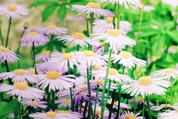 Purple Daisies illuminated by the morning sun in the sun's rays.