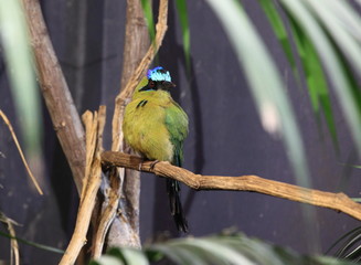 Motmot perché