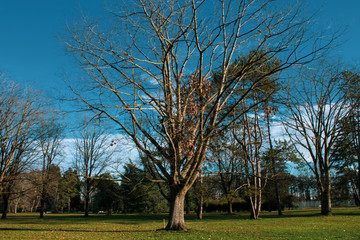 Obraz premium Tree in a public garden