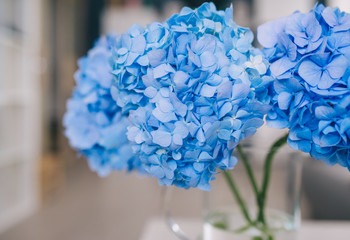Glass vase with beautiful hydrangea flowers on table. Closeup