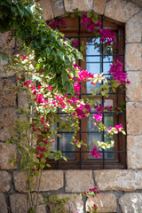 Fototapeta na wymiar flowers blooming in front of the window
