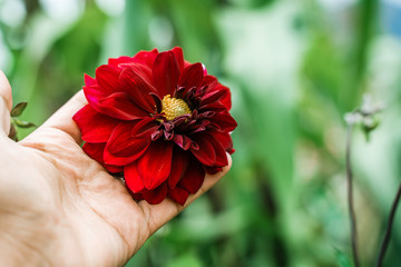 red flower in the gardener's hand with a green background