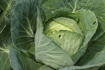 A large green fresh cabbage swing is growing on a garden bed in a garden close-up.