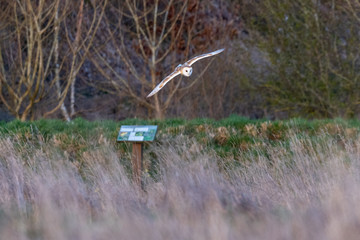 Barn Owl (Tyto alba) flying over an English field at dusk