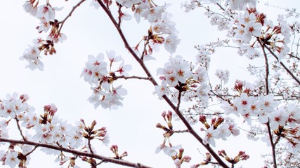桜と空の風景素材02