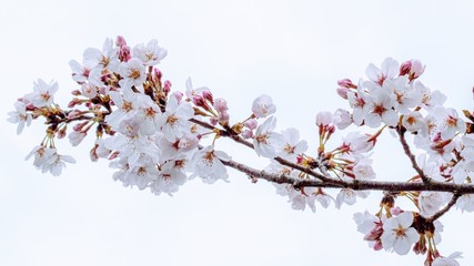桜と空の風景素材03