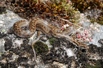 Girondische Schlingnatter (Coronella girondica) aus Portugal - Southern smooth snake from Portugal