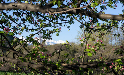 Snowy mountains are visible through the branches of a blossoming apple tree in spring.