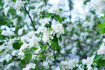 Flowers of apple tree, blooming apple tree in spring. Beautiful flowers