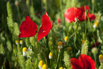 The Beautiful Meadow Of , Red Poppy, Annual beard grass and Chamomile