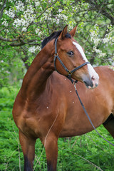 Obraz premium portrait of bay sportive horse posing near blossom tree. spring