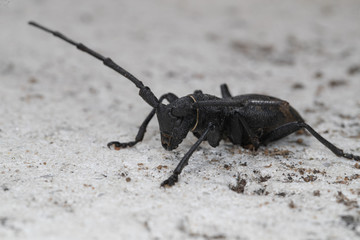 Morime Rugueux  (Morimus)