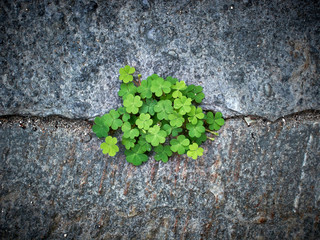 green clovers on the stone