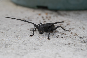 Morime Rugueux  (Morimus)