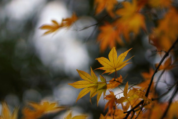 Maple leaves