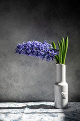 Blue hyacinth flower in vase on a grey background. Close up of a beautiful blue hyacinth flower.