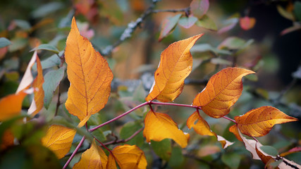 Autumn golden leaves