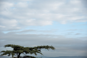 Fototapeta na wymiar Conifer on the sky cloudy background