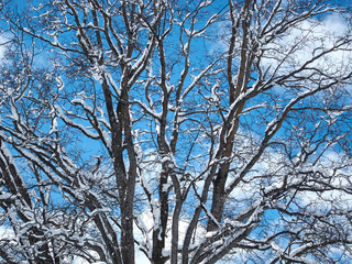 snowy tree branches on blue sky