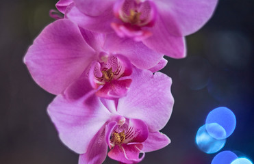 Fototapeta na wymiar Branch of pink phalaenopsis or Moth orchid from family Orchidaceae and blue lights on background.