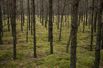 pine forest in the moss
