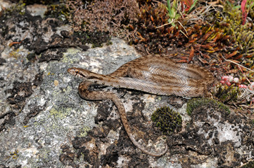 Southern smooth snake (Coronella girondica) from Portugal - Girondische Schlingnatter aus Portugal