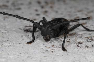 Morime Rugueux  (Morimus)