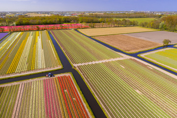 Tulipfields in full blossom from above in Holland with a single tractor