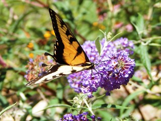 butterfly on flower