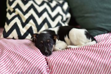 sad puppy lie on the sofa