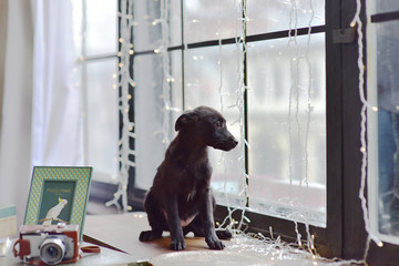 puppy near window wait for host