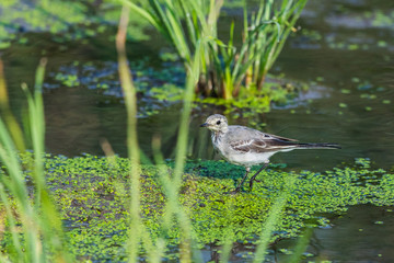 White Wagtail or Motacilla alba. Wagtails is a genus of songbirds. Wagtail is one of the most useful birds. It kills mosquitoes and flies, which deftly chases in the air