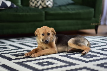 dog lie on the carpet