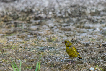 European Greenfinch or Carduelis chloris