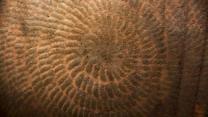 spirale