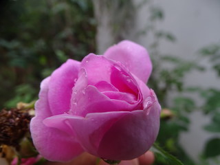 Beautiful Images/Photos of Flowers and Plants