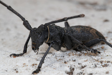 Morime Rugueux  (Morimus)