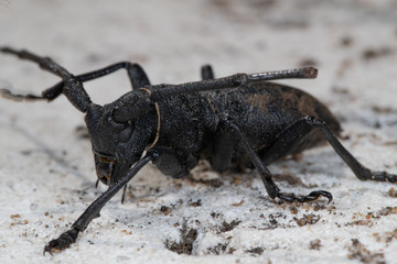 Morime Rugueux  (Morimus)