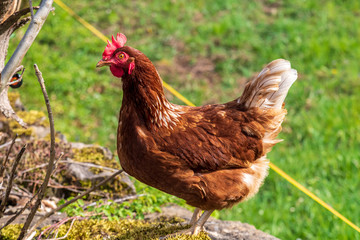 free range chicken on a stone wall