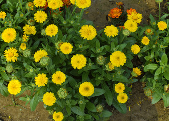Yellow colored marigold flower with green colored bush leaf in front of a blurred background