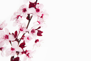 branches with pink cherry blossoms on a white background