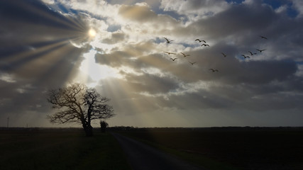 Fototapeta premium SUNLIGHT AND BIRDS